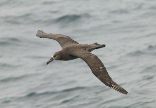 Black footed Albatross