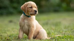 chien2.jpeg